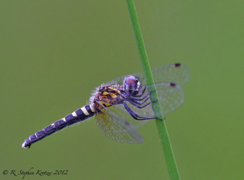 Nannothemis bella, female